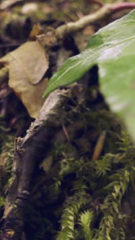 Vertical-Video-Close-Up-Of-Woodland-Floor-Plants-Growing-Fallen-Tree-Branches